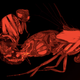 Image for article titled 3D Scans Show How Semen Controls Sexual Behavior in Female Flies
